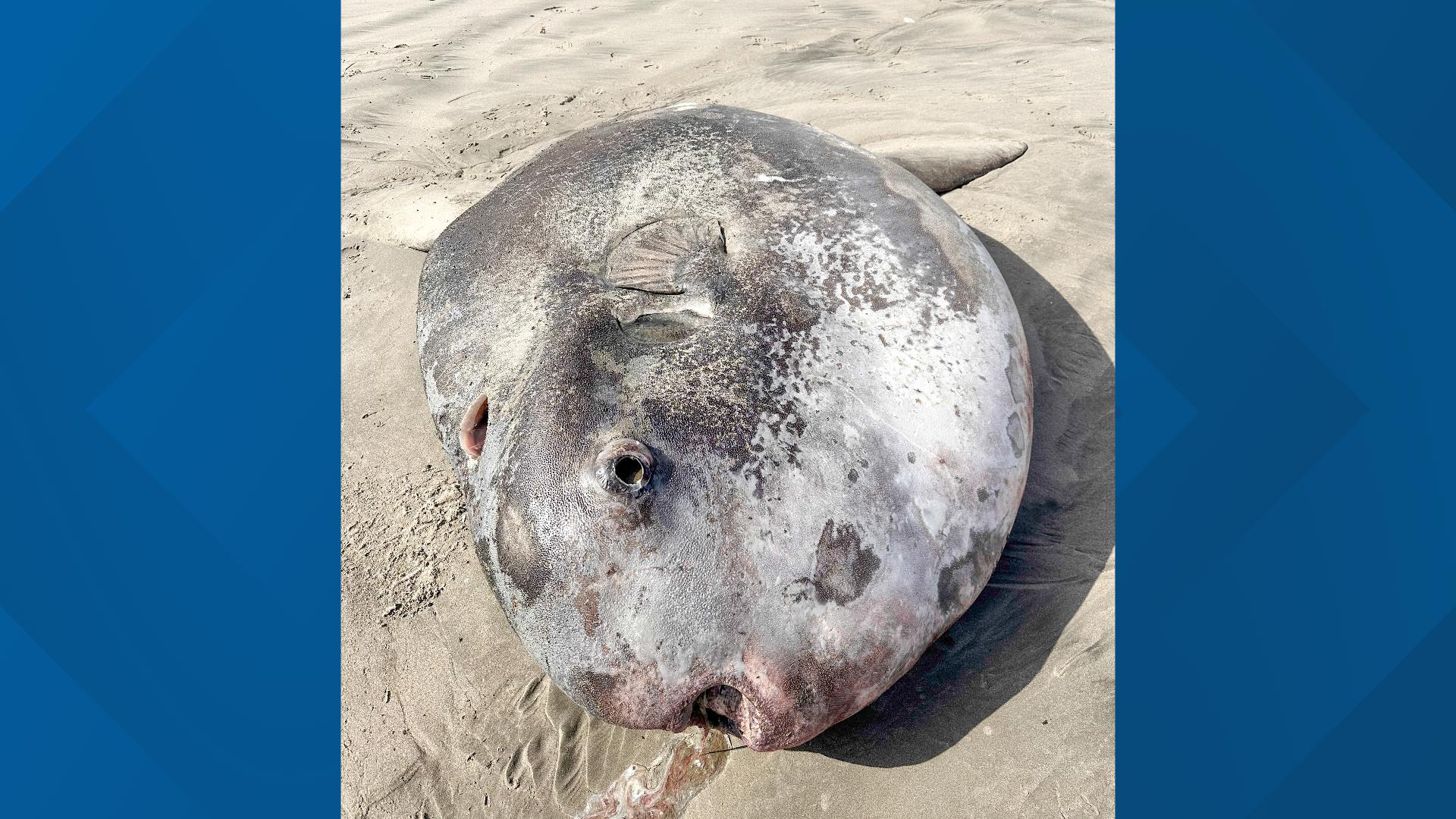 Rare Giant Fish Washes Up On Oregon Coast Kgw