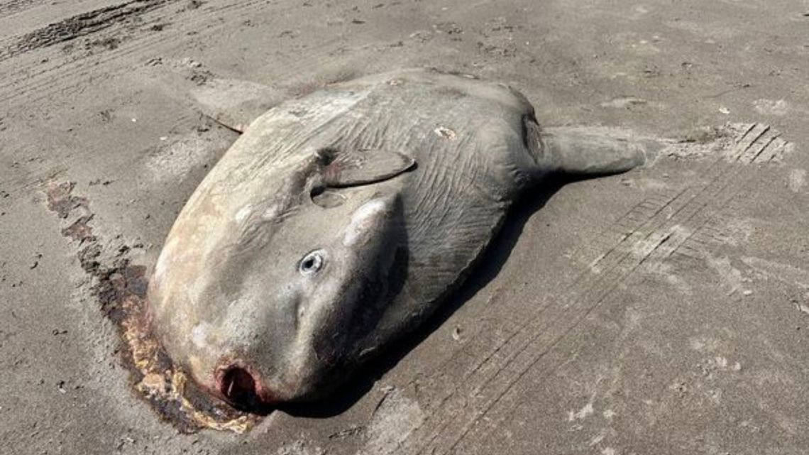 Giant Sunfish Washes Up On Oregon Coast North Of Seaside Kgw