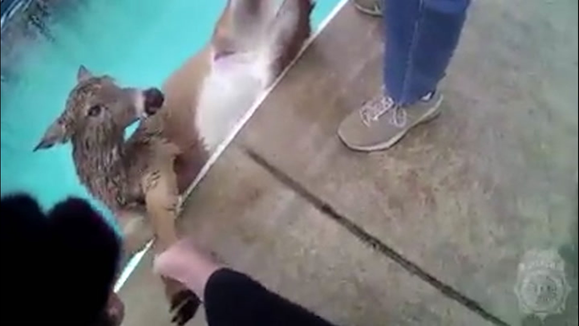 Police officers rescued this deer from an icy cold swimming pool in Fayette County, Kentucky, on Jan. 20. Temperatures were around 18 degrees Fahrenheit.