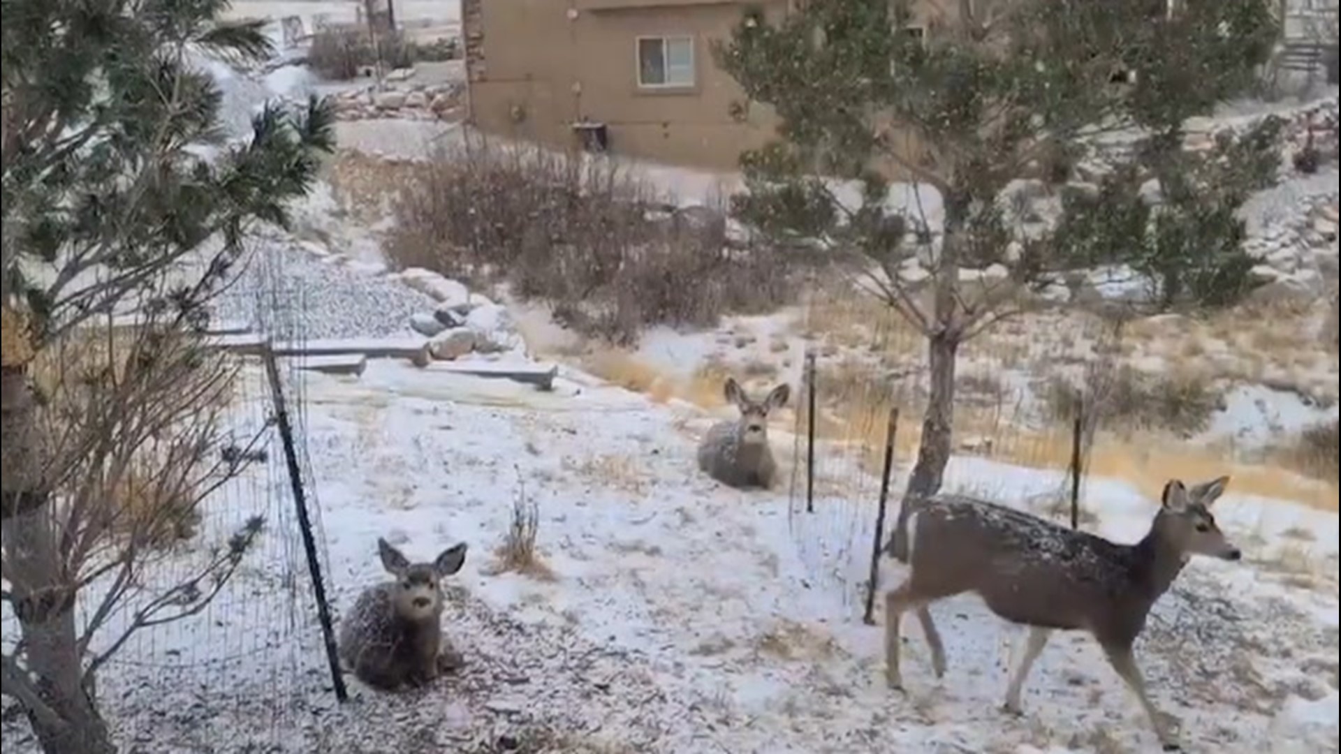 Twitter user @PB3III, photographed a flock of birds and a family of deer enjoying the snowy weather in Colorado Springs, Colorado, on Jan. 9.