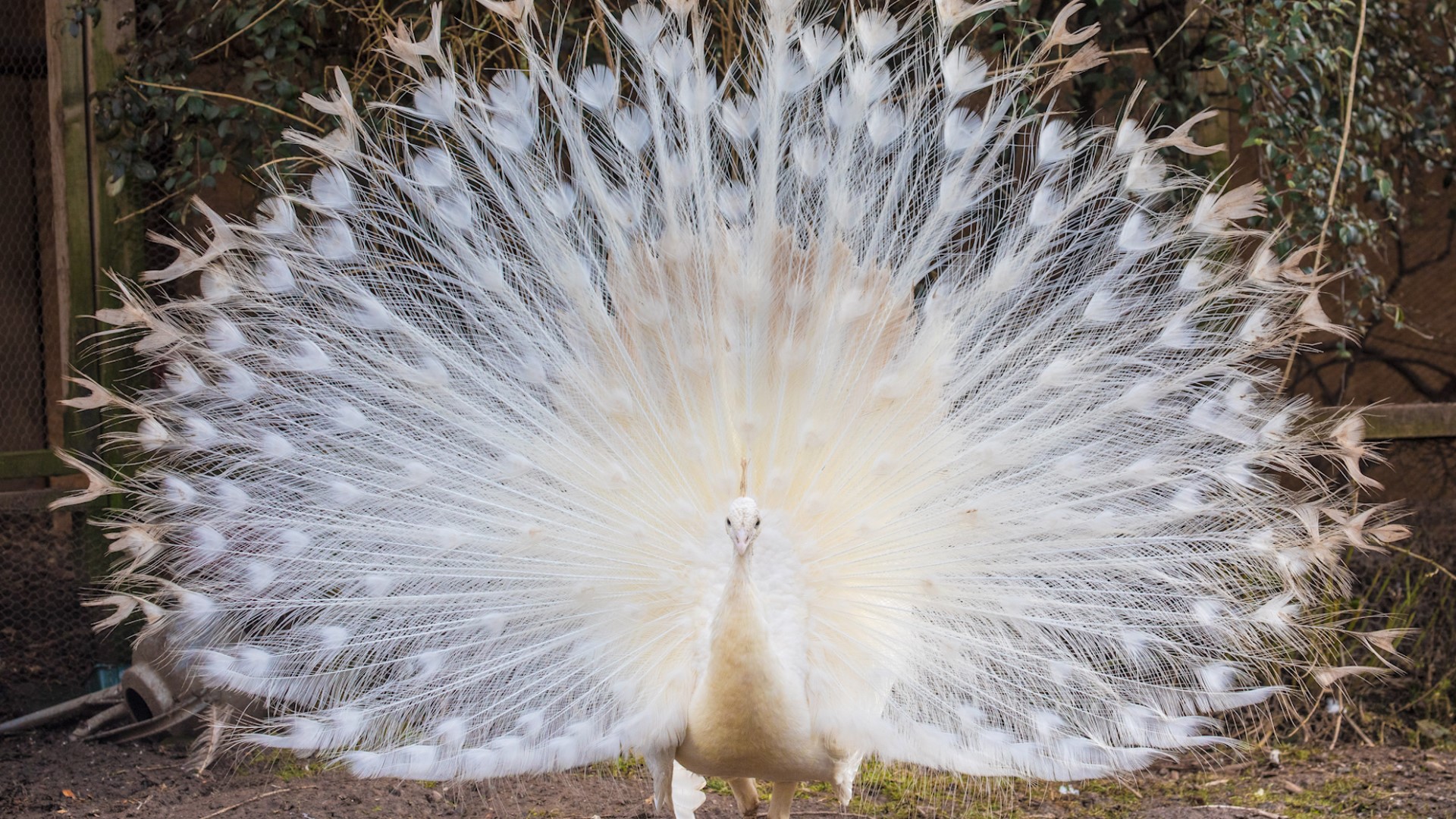 Rare White Peacock Displays Full Plumage During Mating Ritual | kgw.com