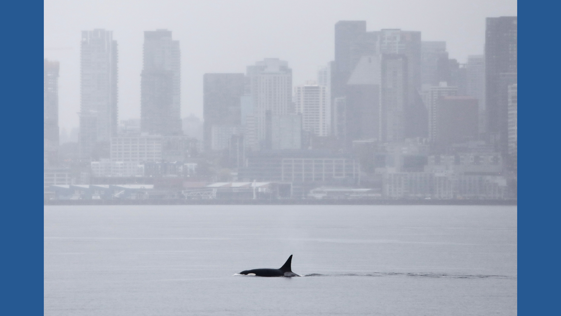 Orcas never seen before in Seattle delight whale watchers with a visit ...