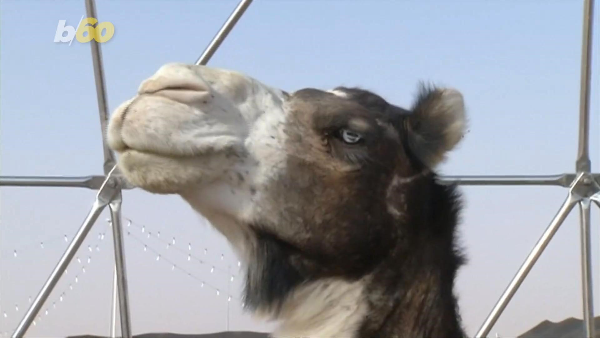 Twelve camels were disqualified from the King Abdulaziz Camel Festival after being injected with botox to enhance their looks.