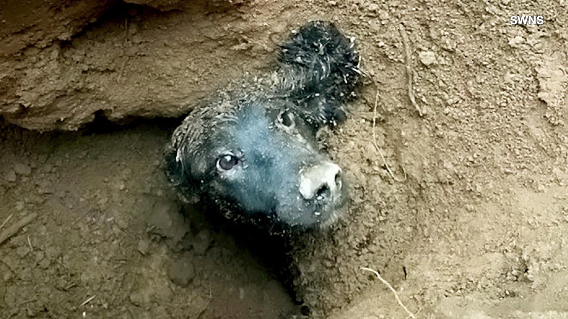 Are Dogs Allowed On Underground