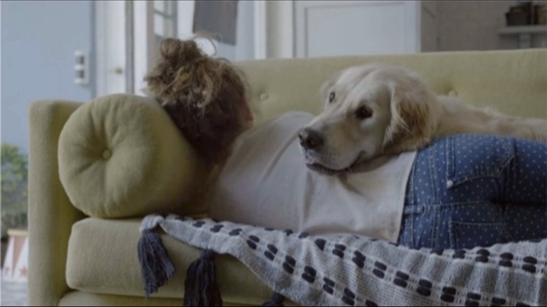 What Is A Comfortable Sleeping Temperature For Dogs