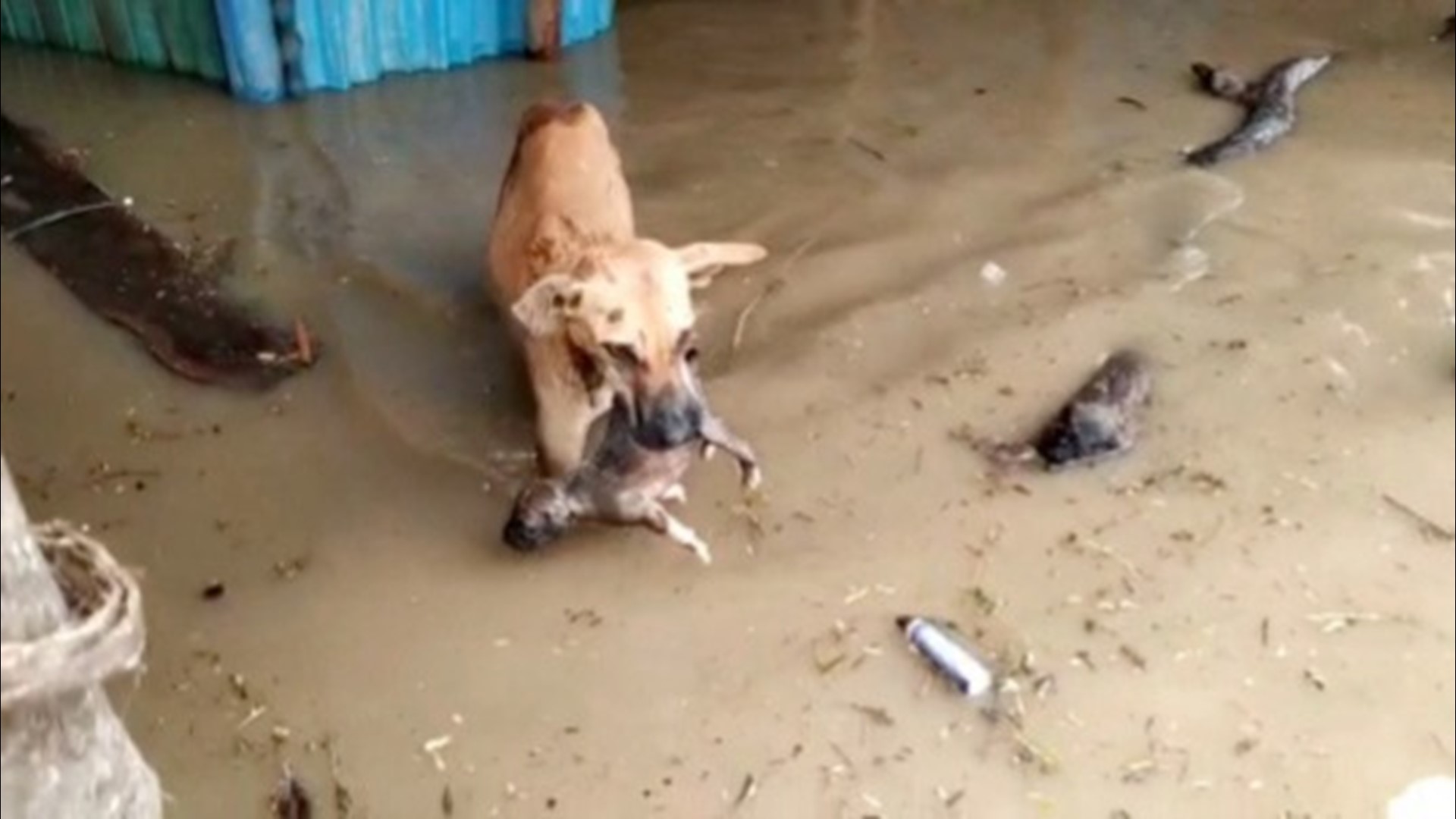 Watch as This Brave Dog Save Her Puppy From Flood Water 