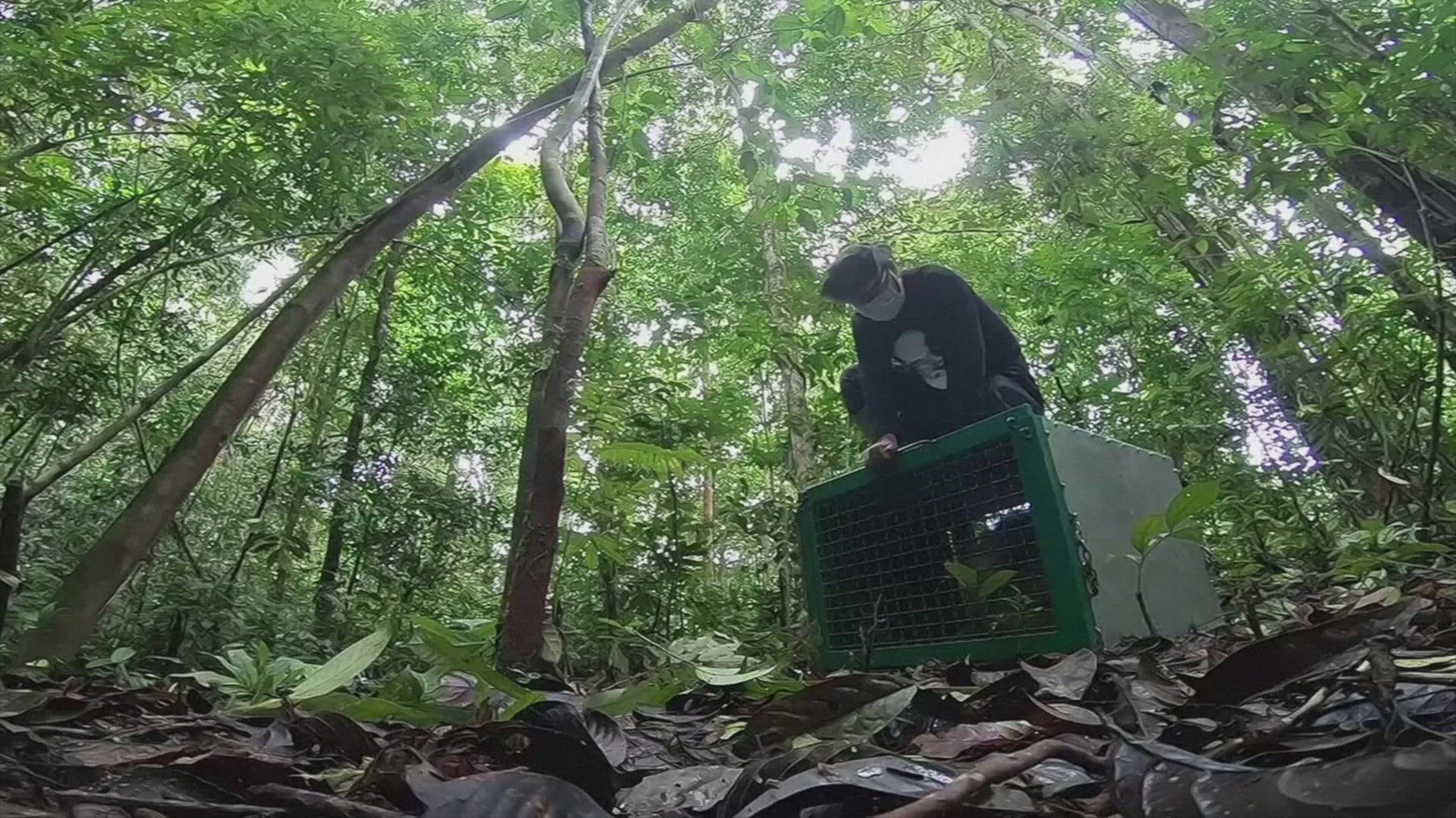 Indonesia's Only Known Albino Orangutan Thriving Over a Year After