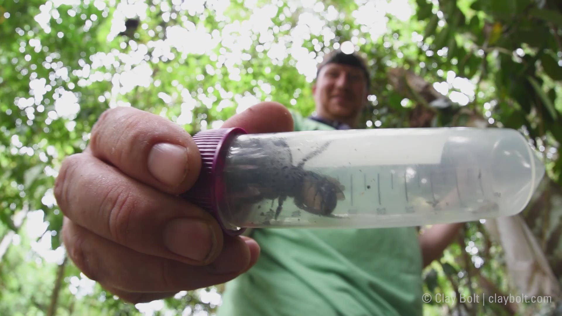 In this video, Clay Bolt shows the rediscovered Wallace's giant bee. It had been lost to science since 1981. Bolt and his team found one in the Indonesian islands known as the North Moluccas.