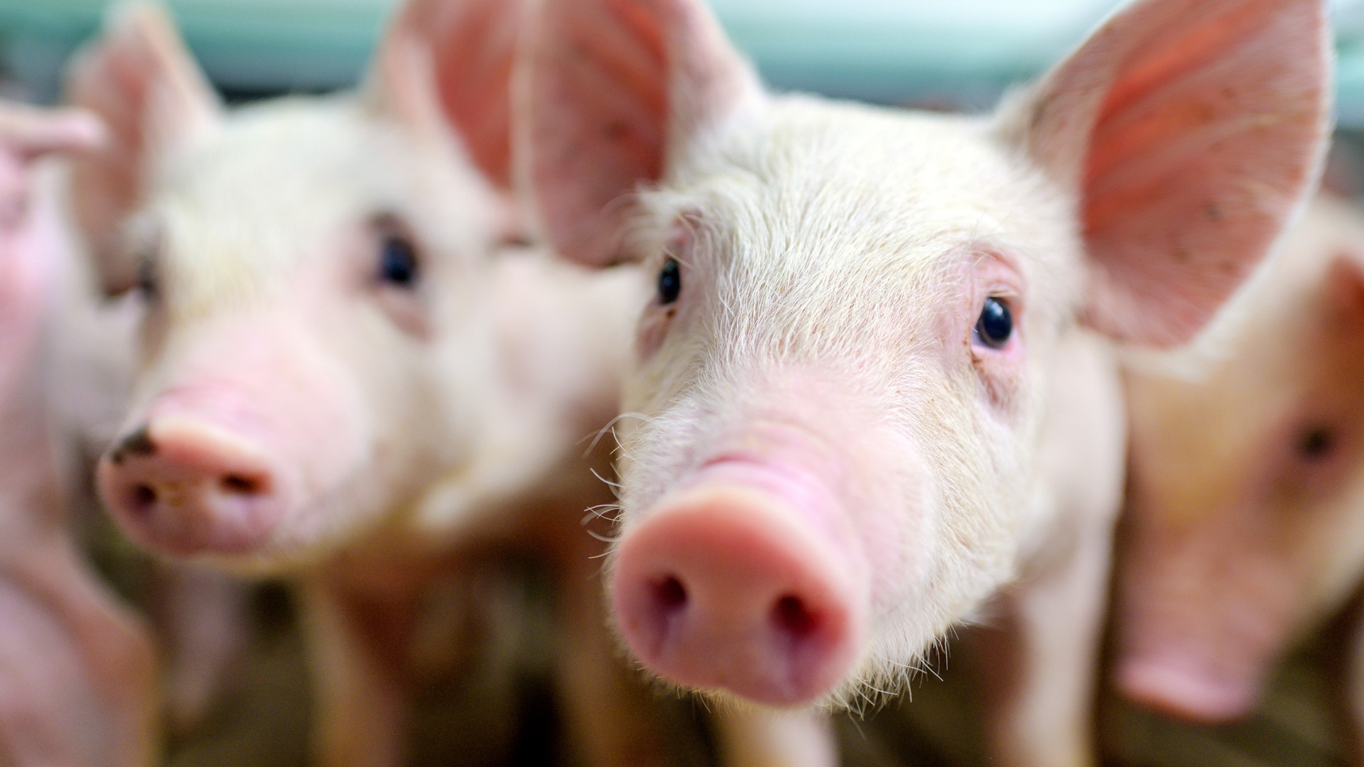 March Spring Fever USDA issues new travel restriction, warning about African Swine Fever ...