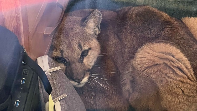 Janitor corrals curious cougar in empty California classroom