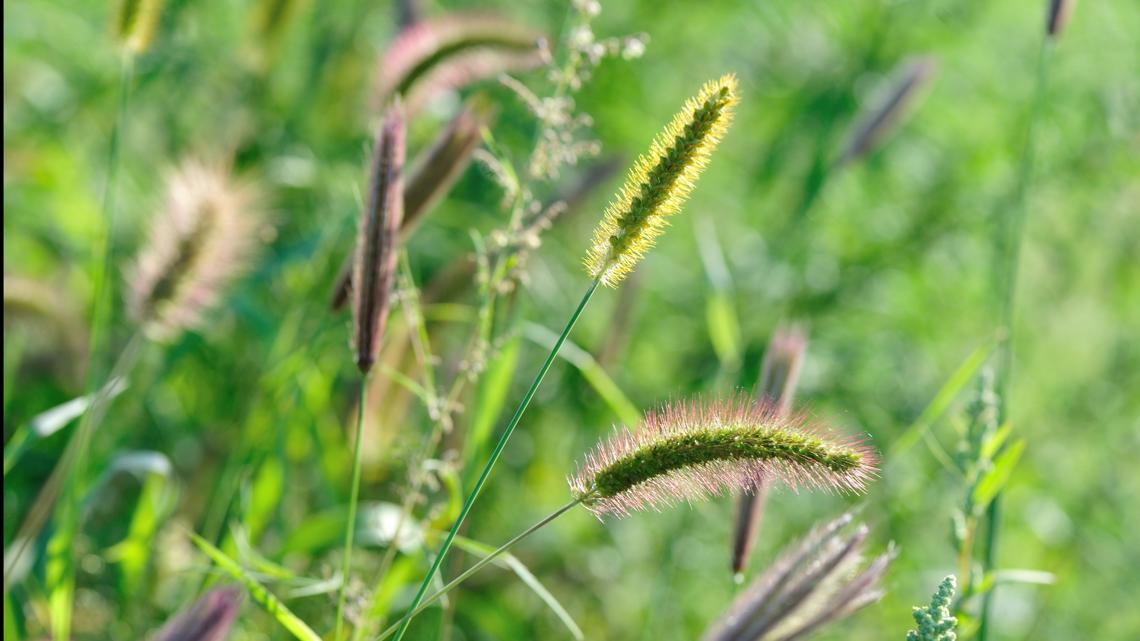 What are foxtails? How to protect your pets this summer | kgw.com