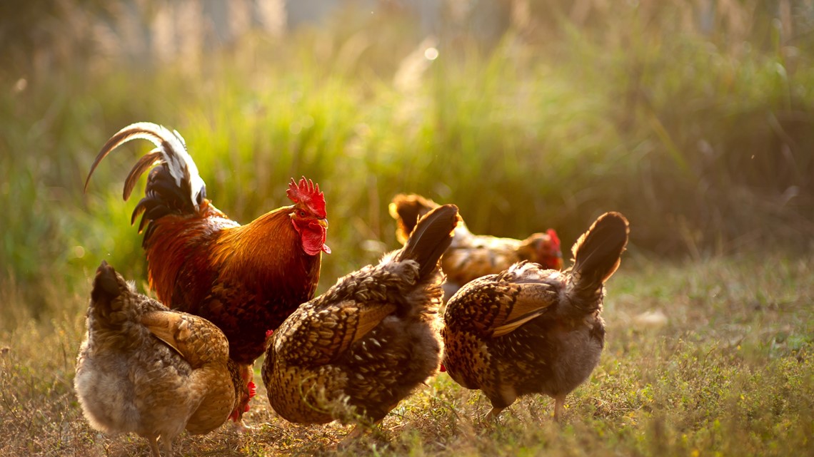 Backyard chickens blamed for Salmonella outbreak in 29 states