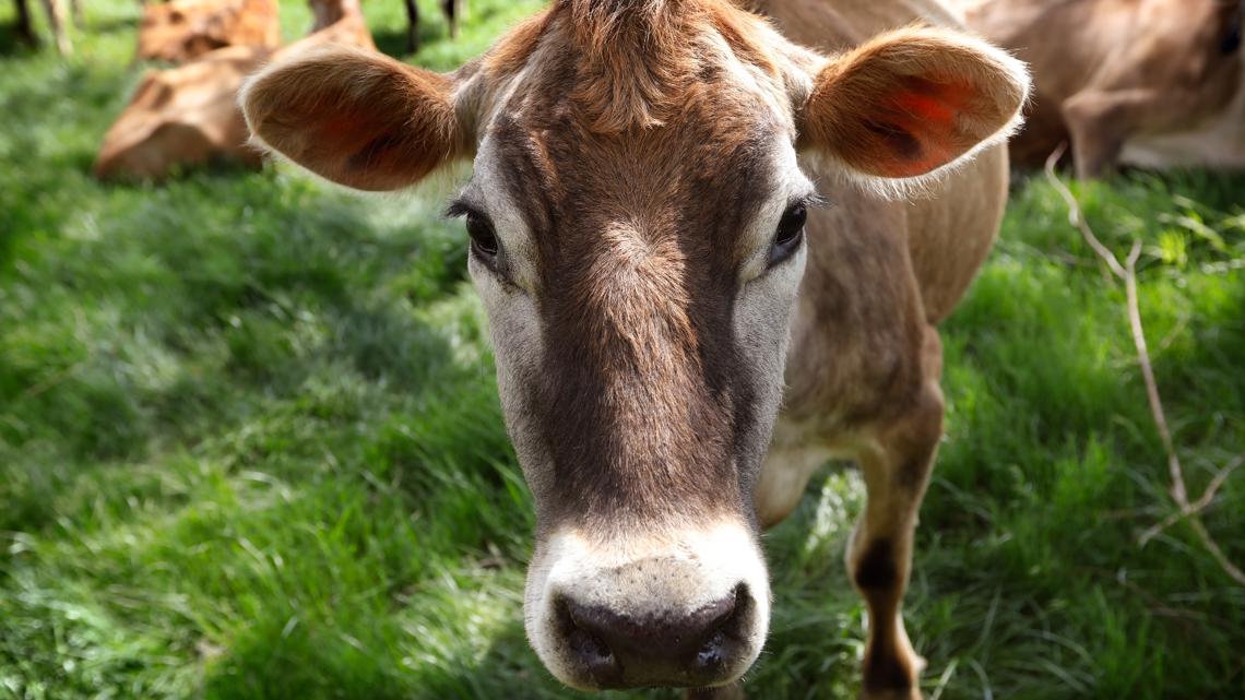 Poultry industry could help guide dairy farmers amid bird flu outbreak - Vimarsana News