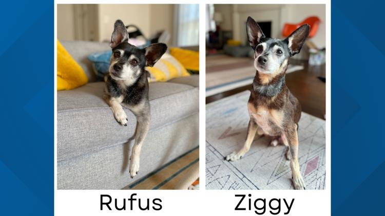 California family adopts dog identical to their late Rufus | kgw.com