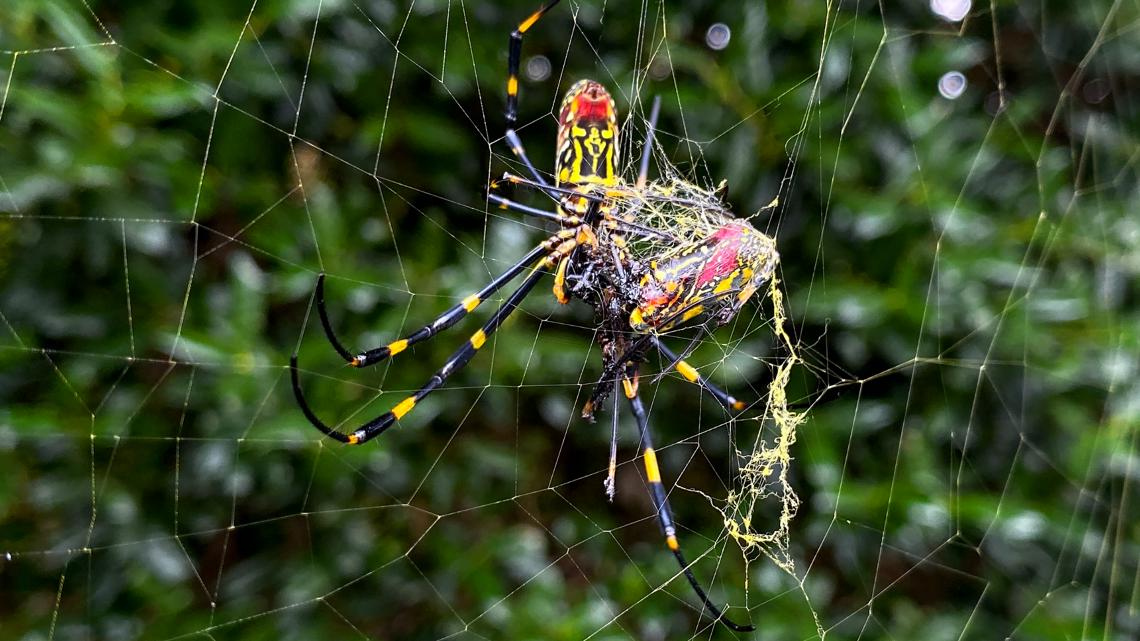 Here's what experts think about invasive Joro spiders - Vimarsana News