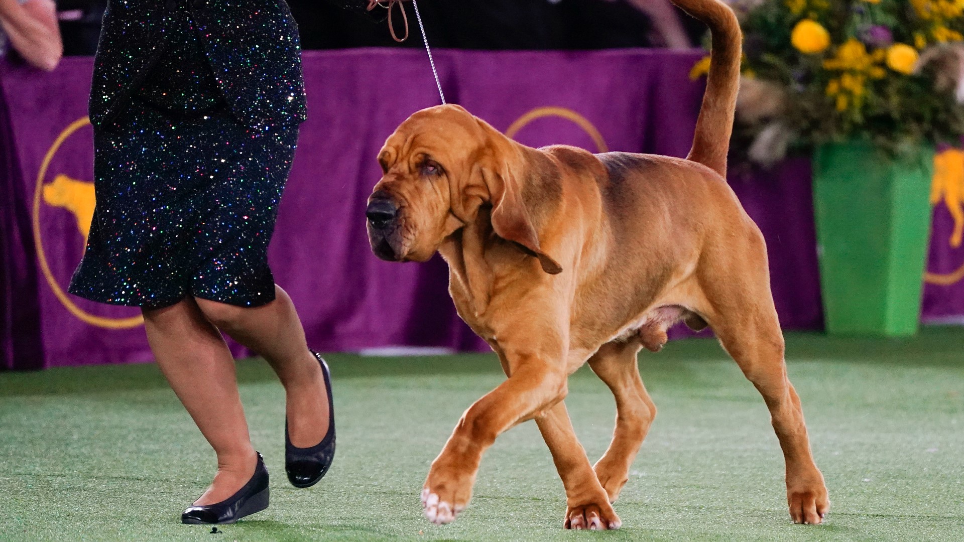 Westminster Dog Show 2022 Trumpet the bloodhound wins