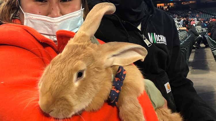 Therapy bunny for woman who lost restaurant during COVID is star at Giants ballpark