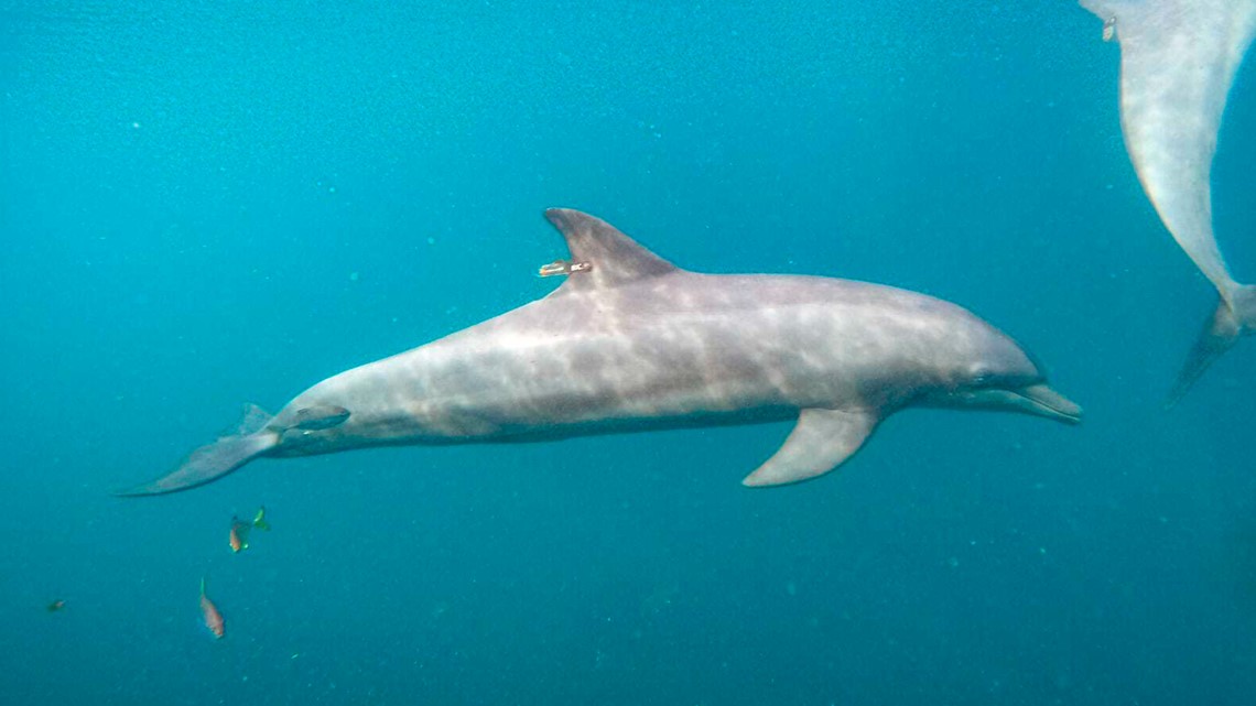 Rescued bottlenose dolphins swim free from Indonesia sanctuary - Vimarsana News