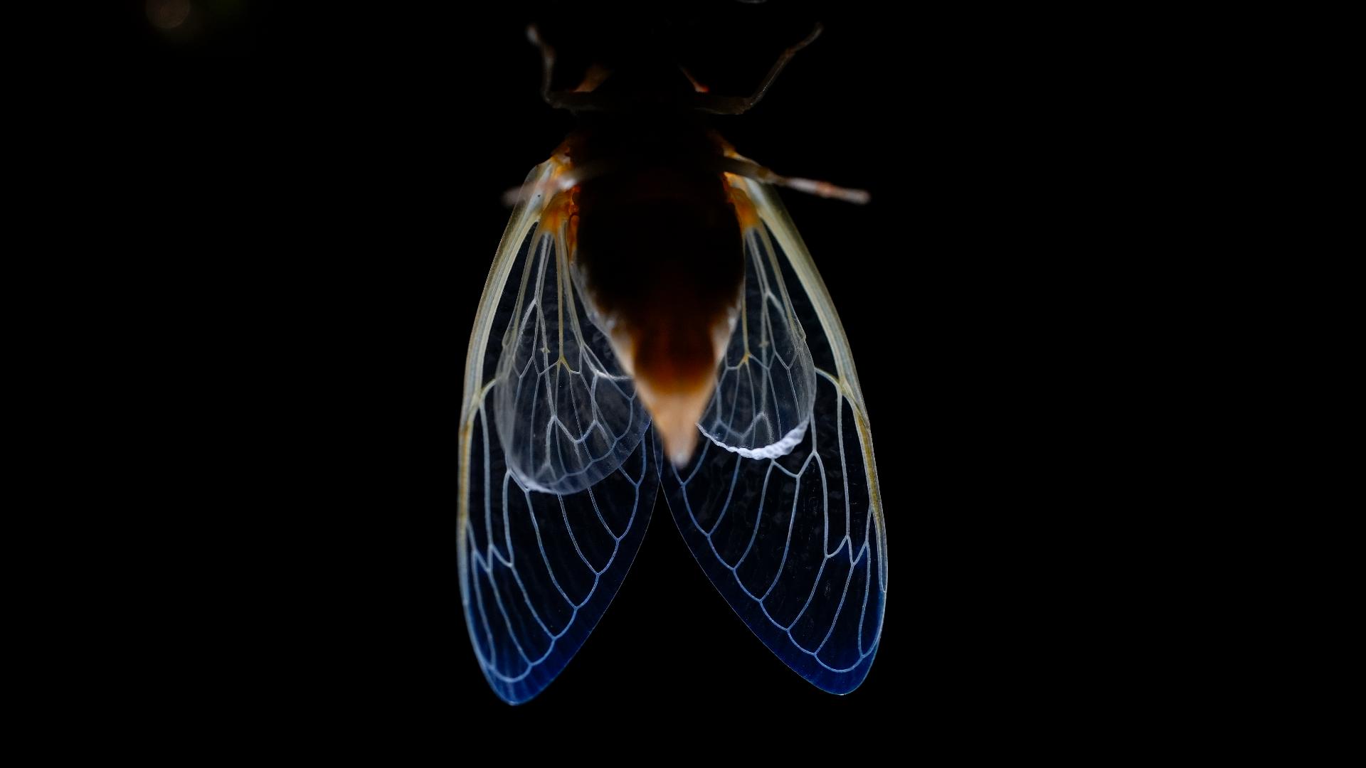 Cicada chaos is flourishing and flying across the American South and Midwest.