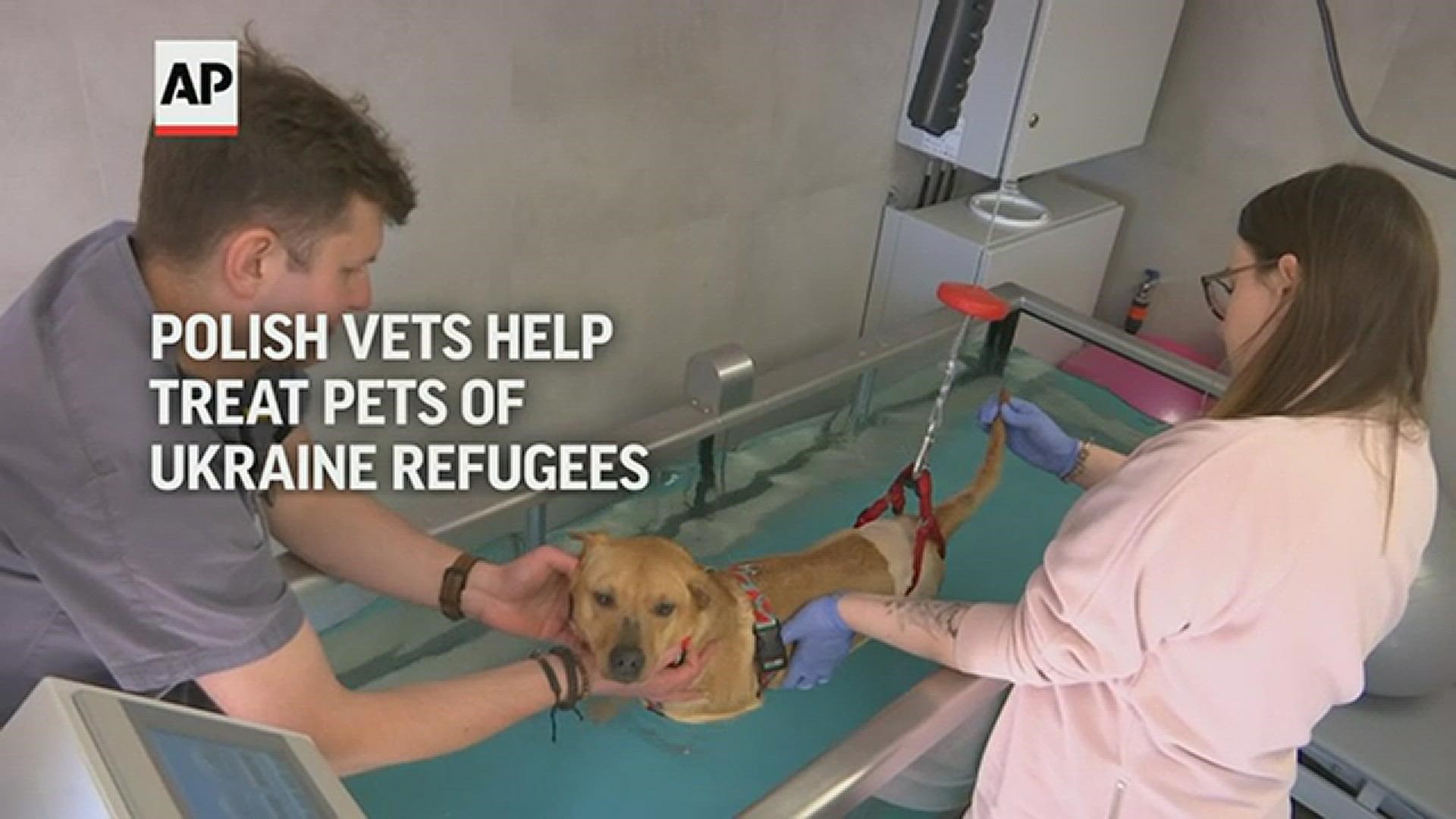 A veterinary clinic in a Polish border city is treating wounded animals and pets from Ukraine.