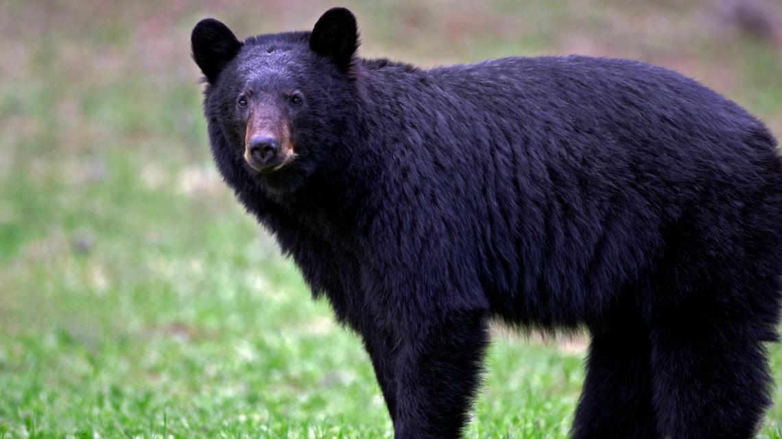 Bears are forcing trail closures at America’s most-visited national park