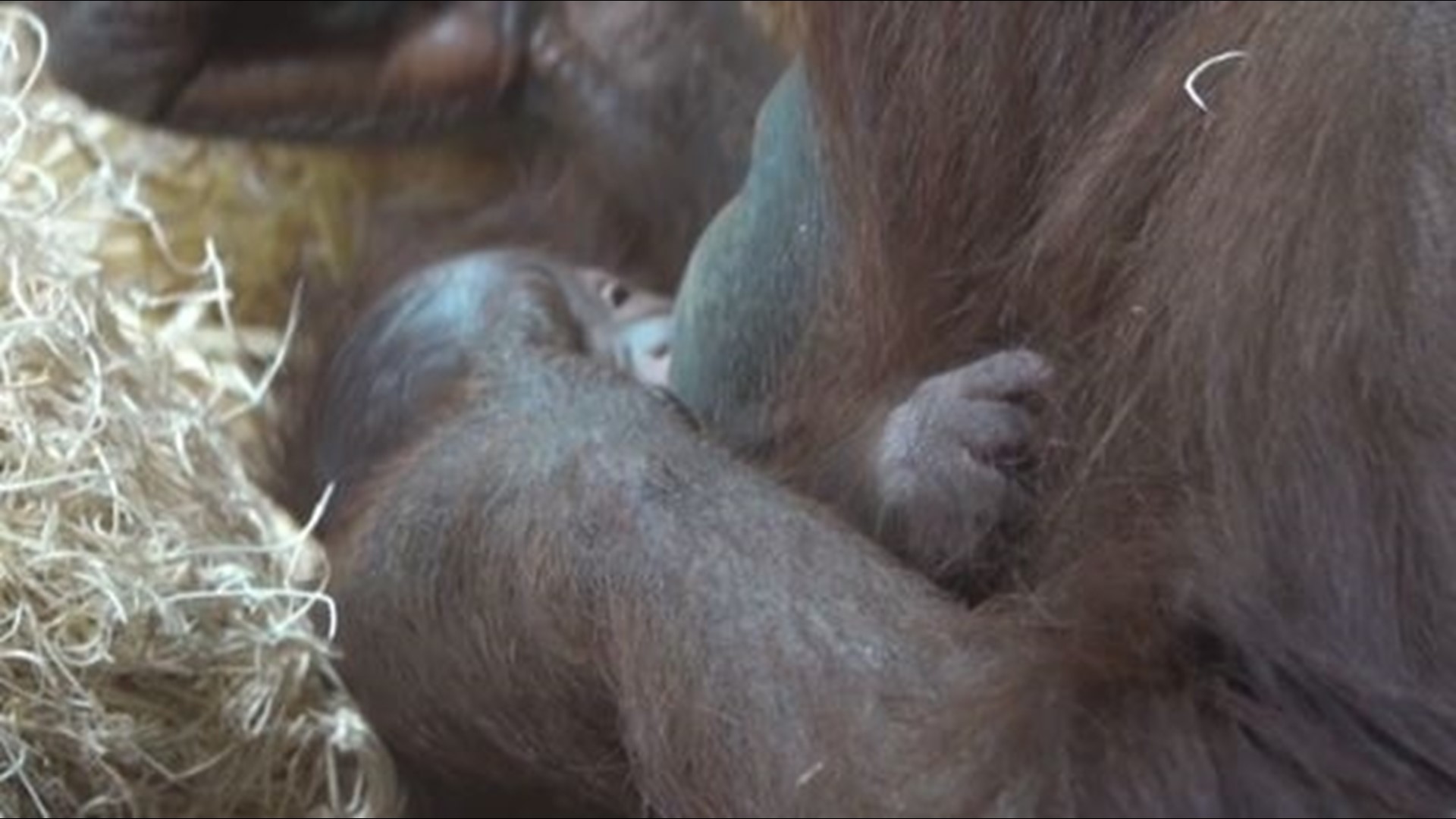 A bundle of joy was delivered in the form of a baby orangutan at the Oregon Zoo as 20-year-old Bornean orangutan Kitra had her first baby on April 13.