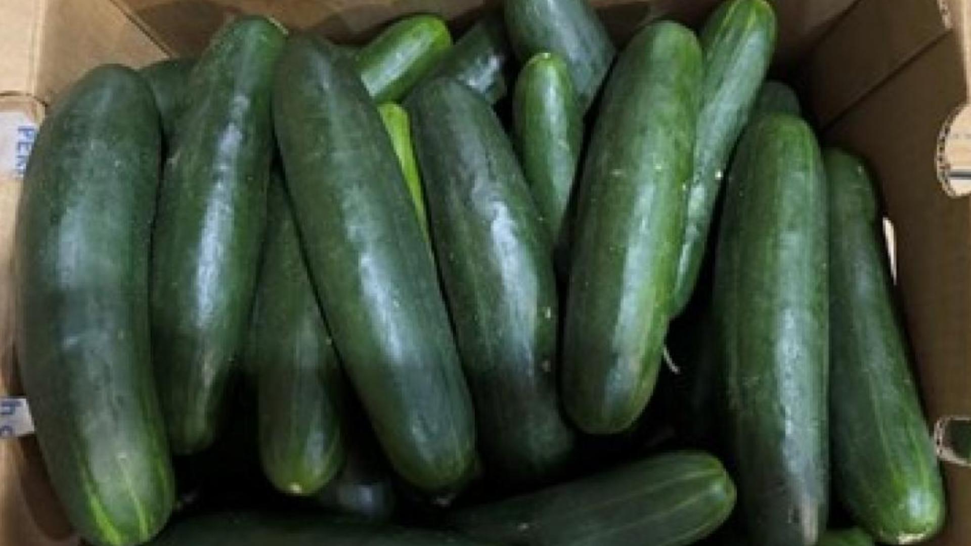 Cucumber salmonella outbreak CDC, FDA identifies a likely source