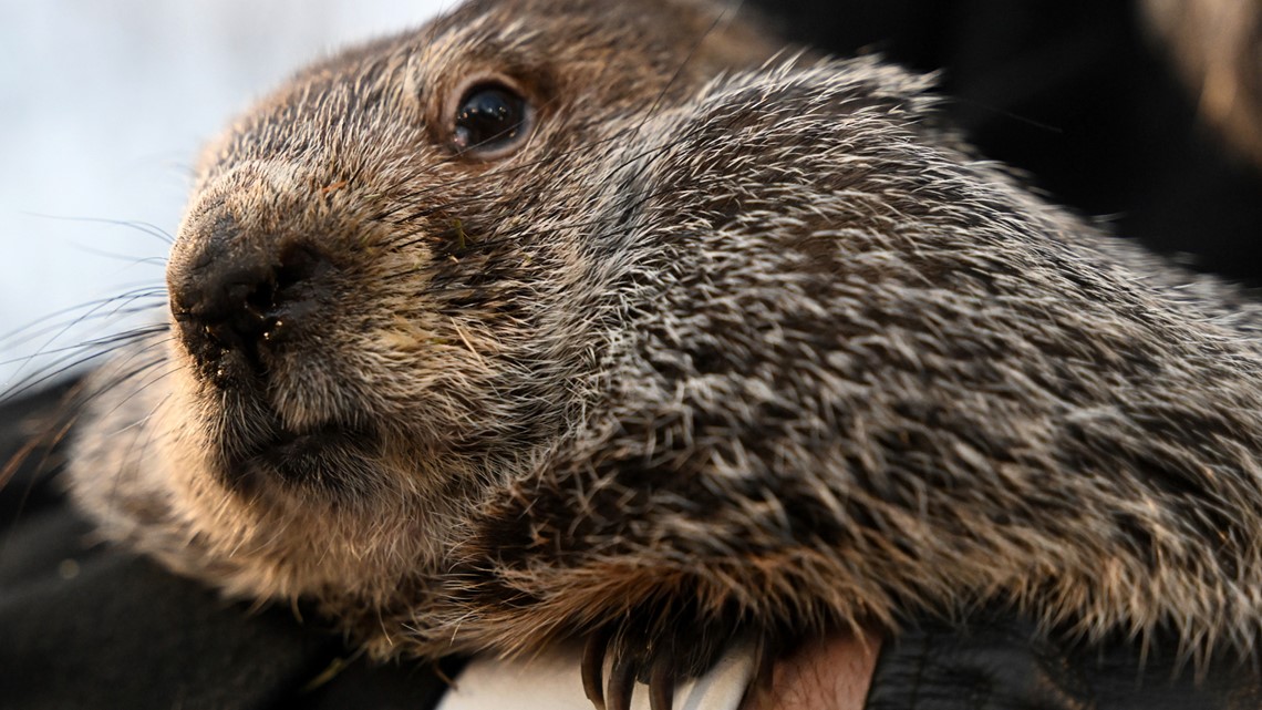 When is groundhog day? - Vimarsana News