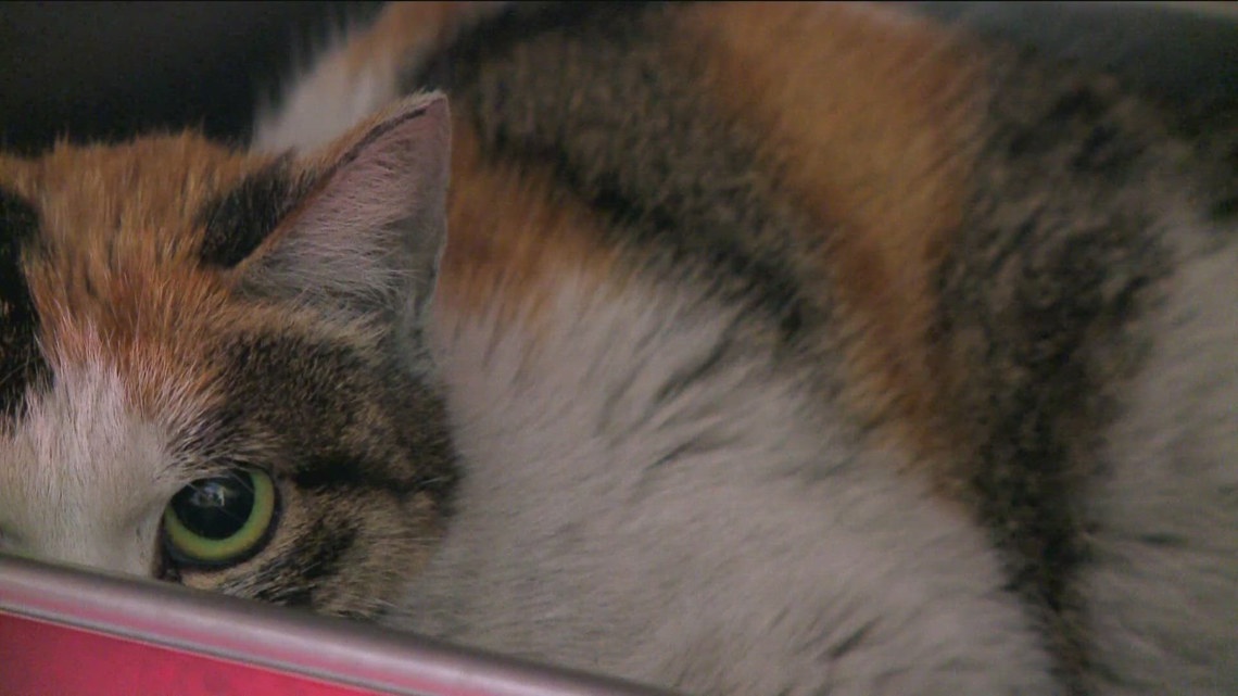 Cat found in shipping container from China continues recovery journey ...