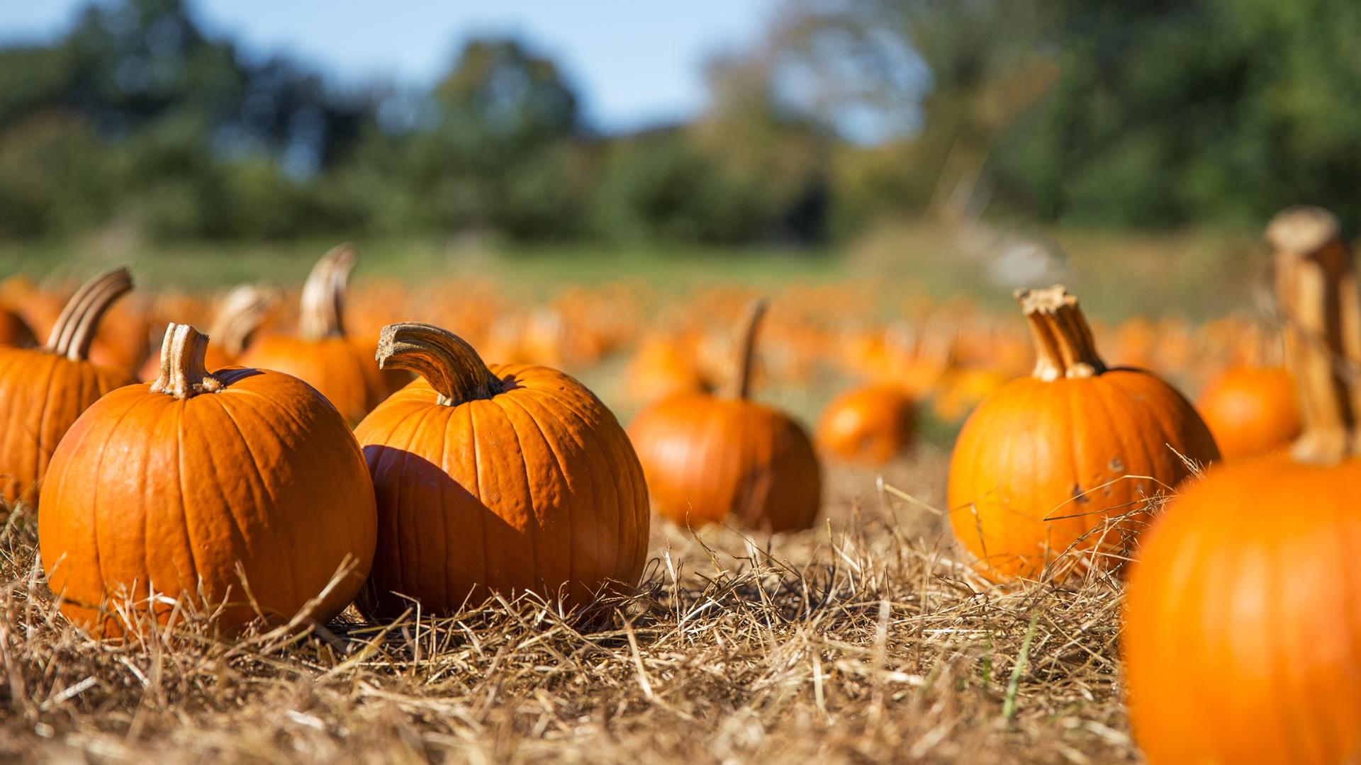 The first official day of fall is Sunday, Sept. 22. From corn mazes and pumpkin patches to haunted houses, there's a lot of festivie ways to kick off the new season.