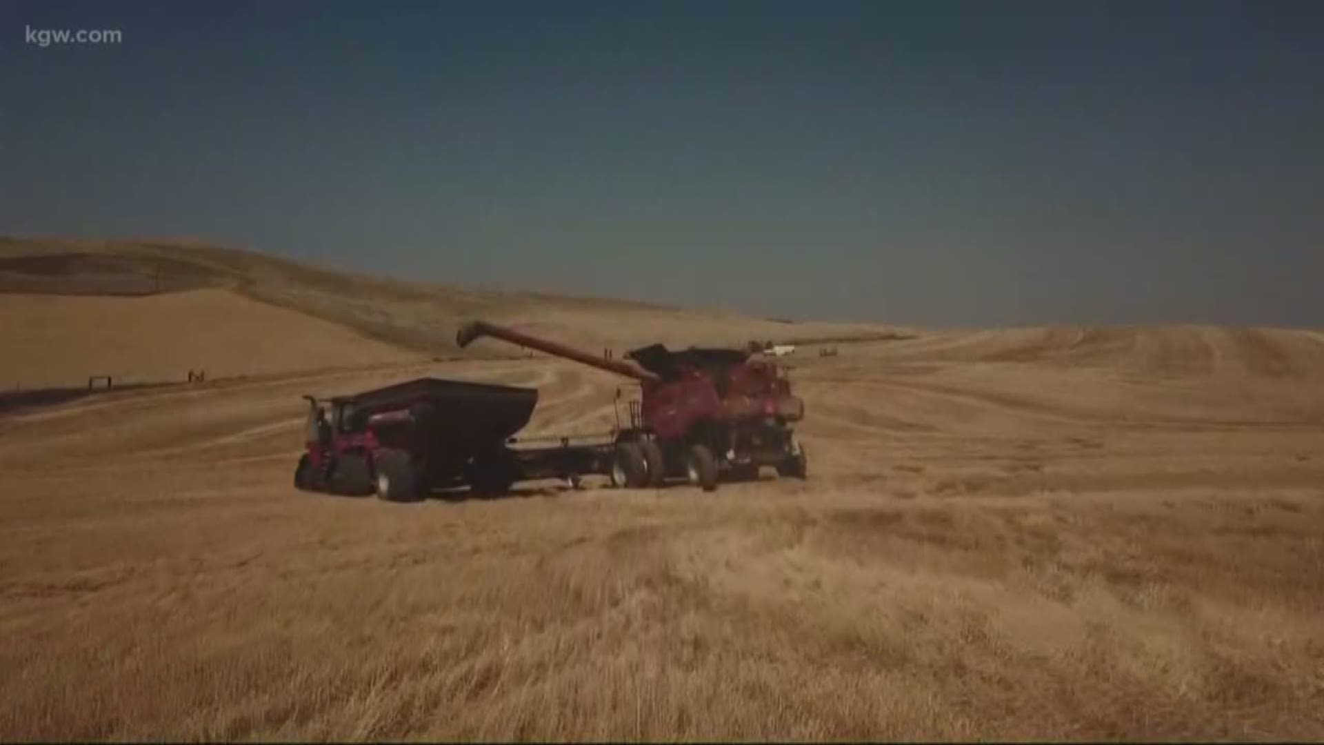 One year later. A look a the wheat harvest near Dufur, Oregon, a year after a huge fire.