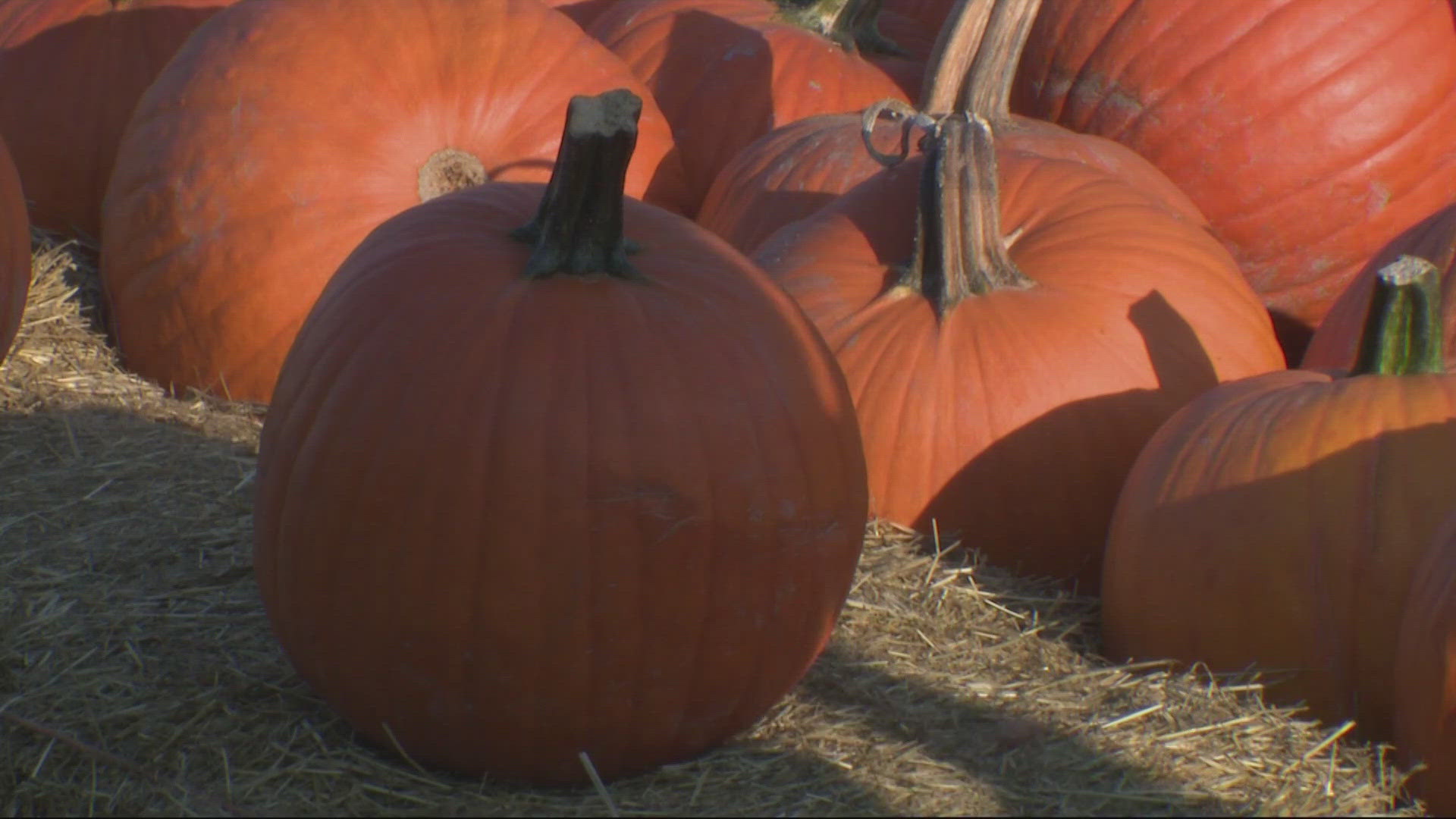 October wouldn’t be complete without a corn maze, hayrides and your selection of the rotund, season-defining squash.