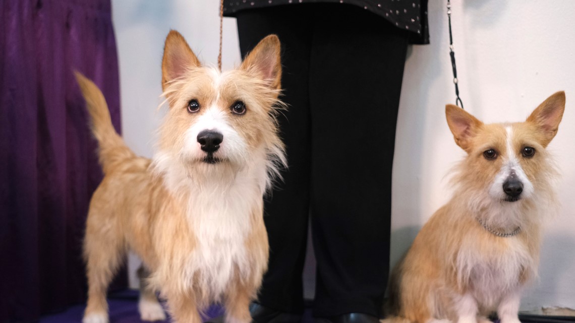 Photos from the 2020 Westminster Kennel Club dog show | kgw.com