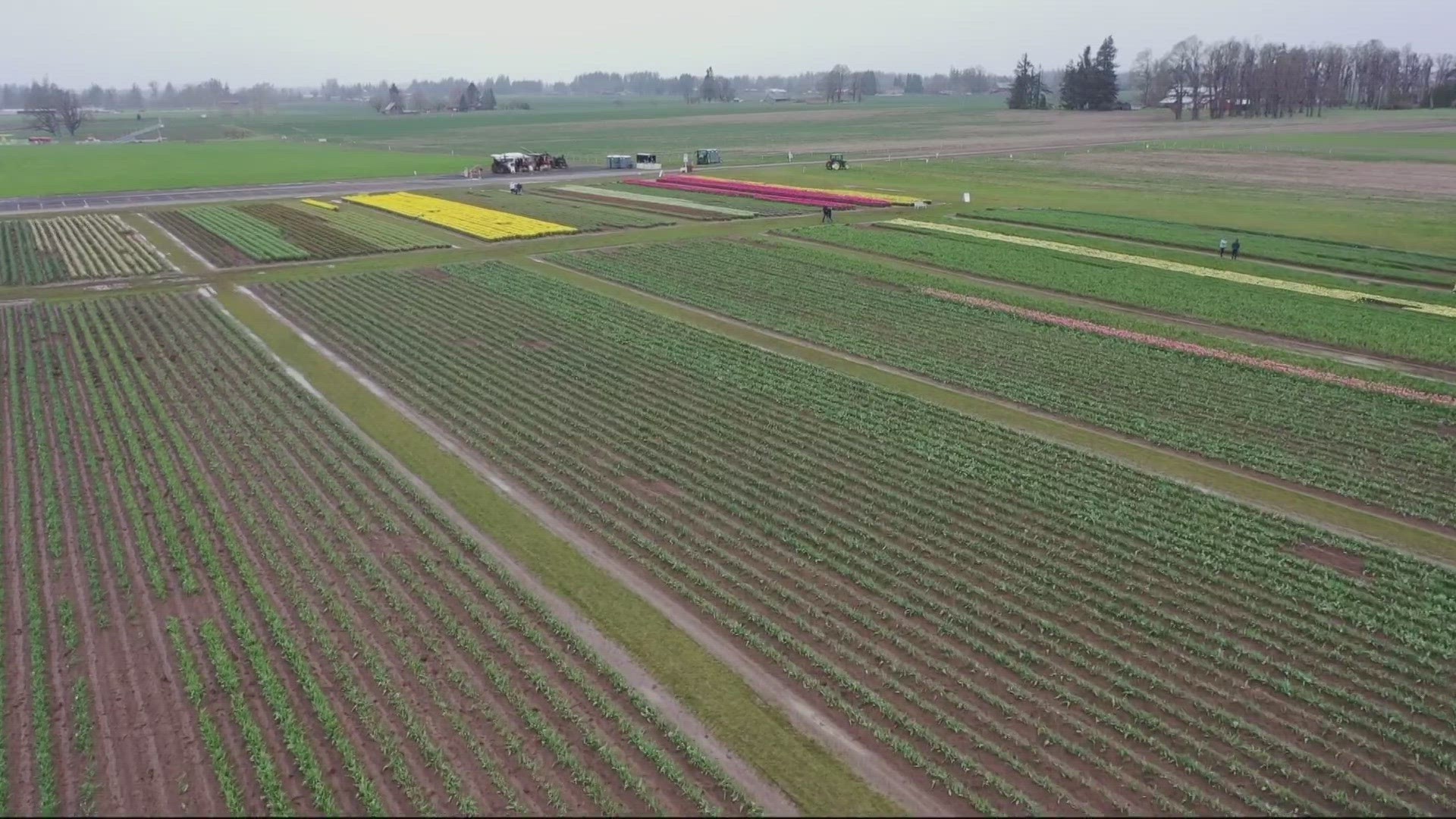 The weather conditions have had an impact on the blooming of the tulip fields. The organizers of the festival haven't seen a season like this before.