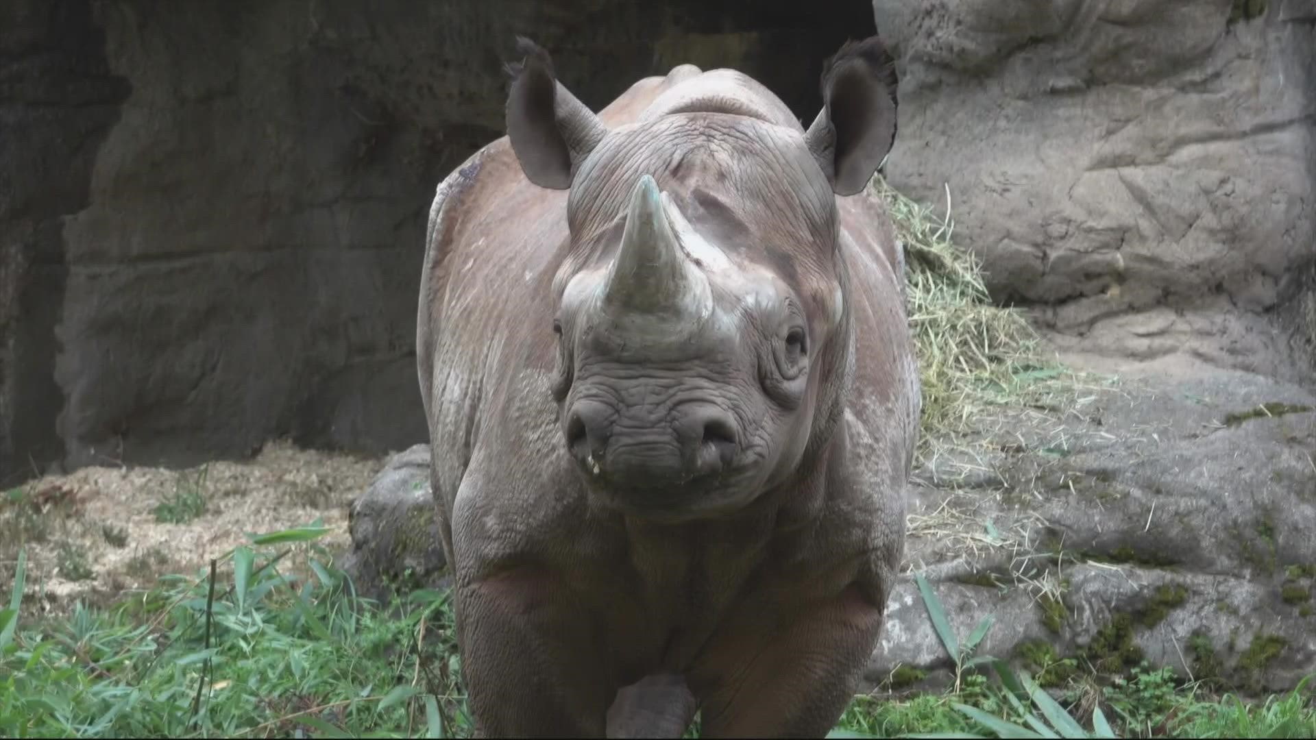 Drew Carney got to meet the first official resident of the Oregon Zoo's new rhinoceros habitat called Rhino Ridge. Meet King the Rhino!