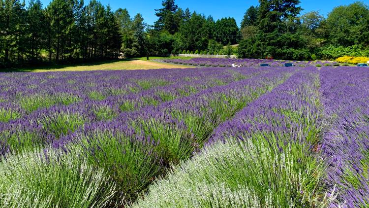 Newberg lavender farms provide great socially distant beauty all through July
