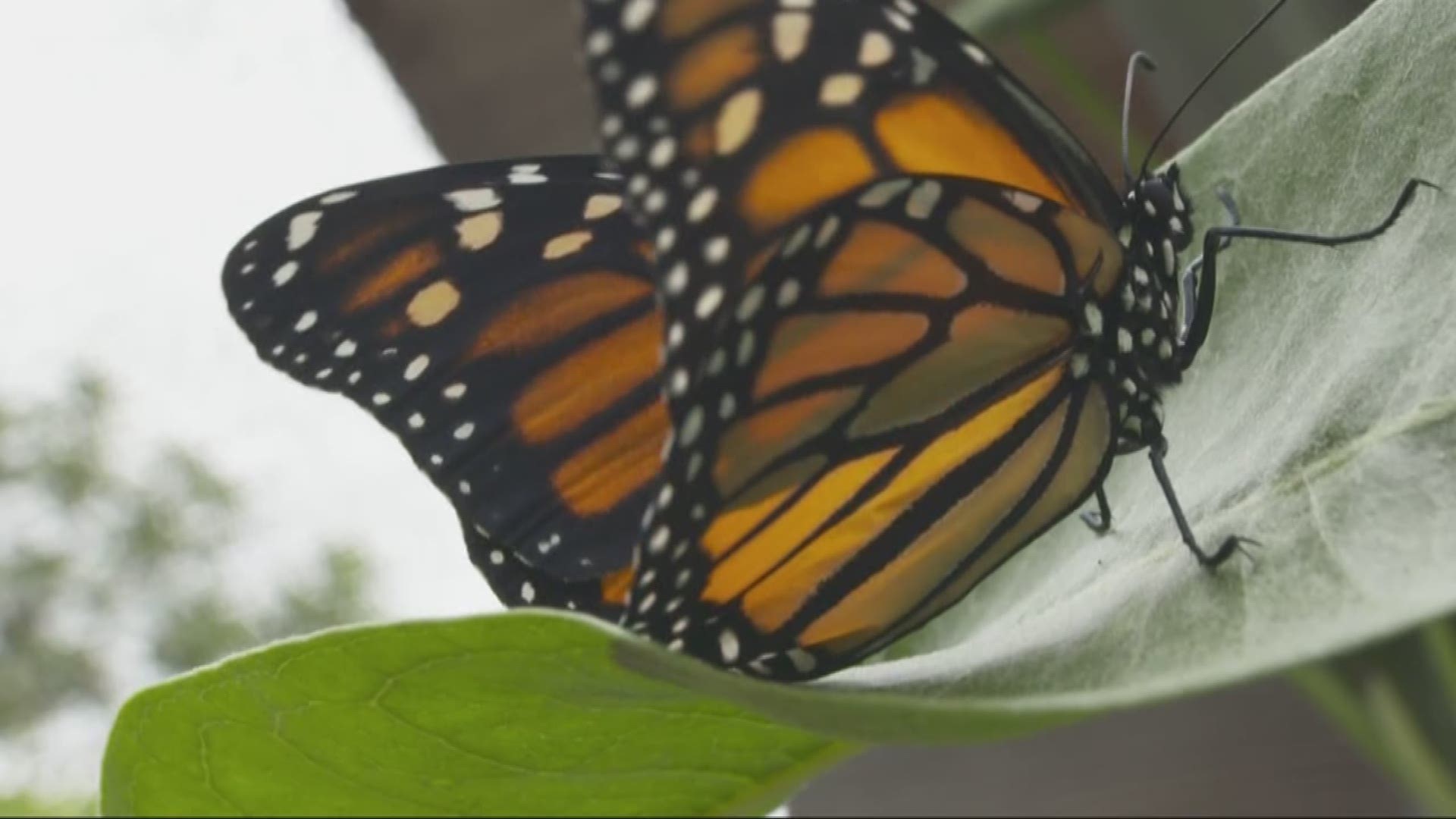 Grant McOmie takes us to a butterfly playgound in Southern Oregon.