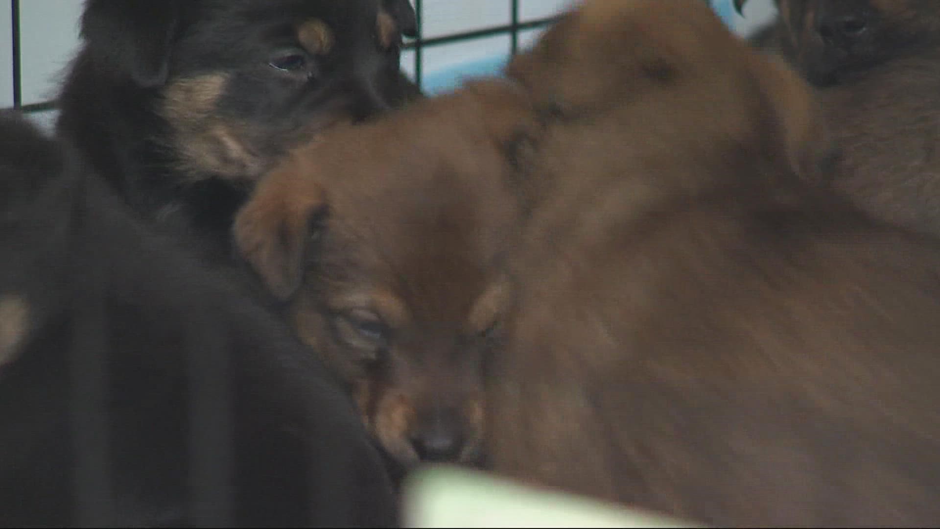 A man who is homeless thought his dog was fixed, then she had 7 puppies. The Humane Society is making sure the dogs are cared for and adopted.