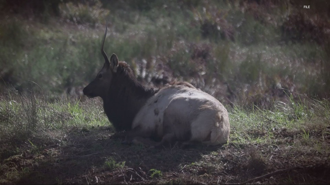 Bill proposes increasing lodging tax to fund Oregon wildlife and conservation