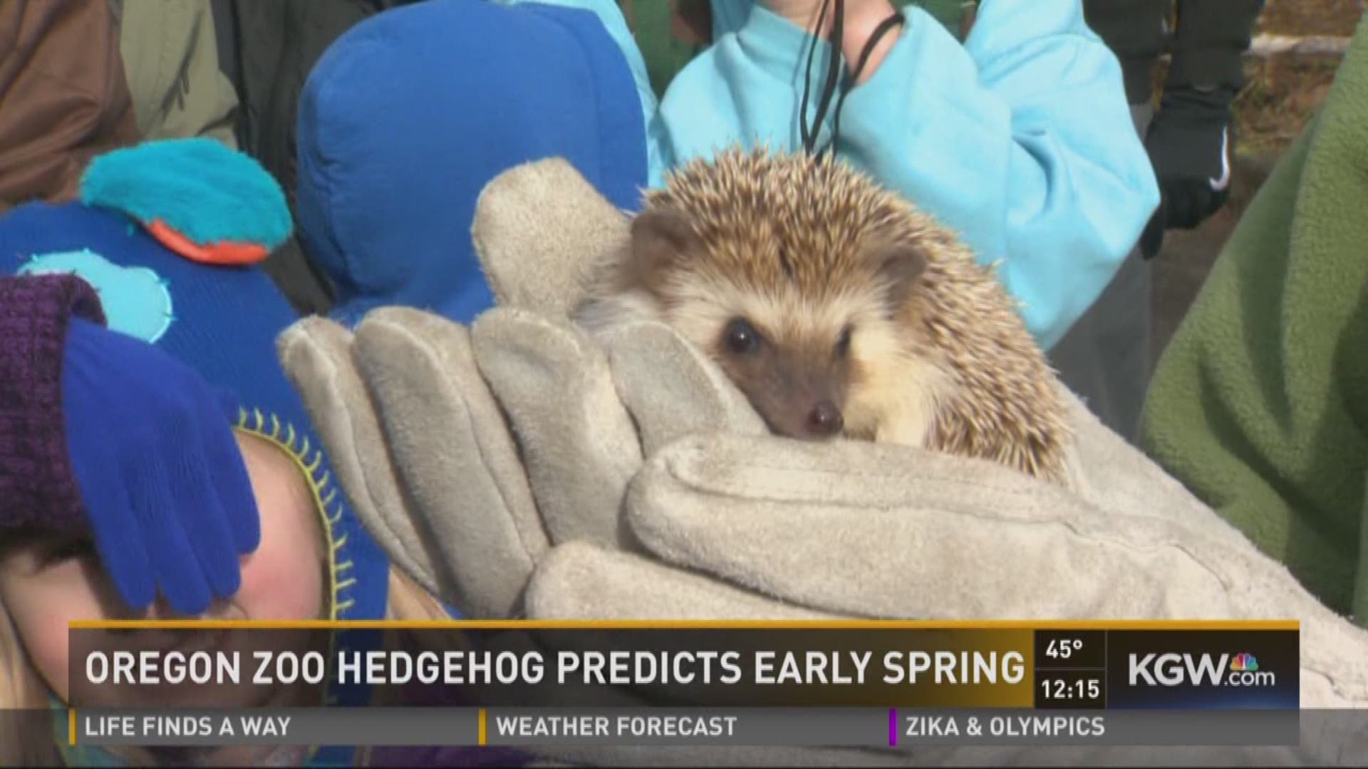 Oregon Zoo hedgehog predicts early spring