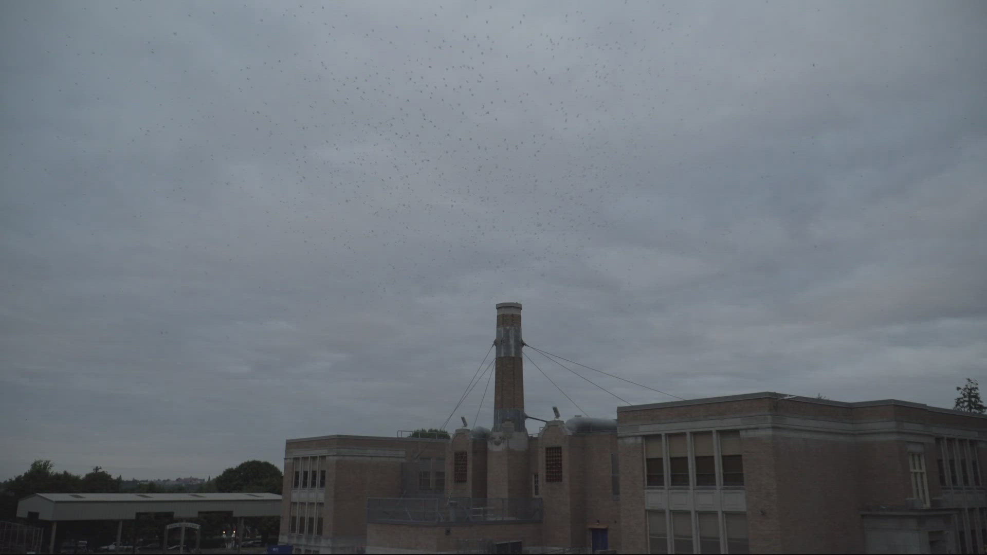 Experts say they aren't sure yet what's causing the decline, but thousands fewer birds are roosting at the school this year.