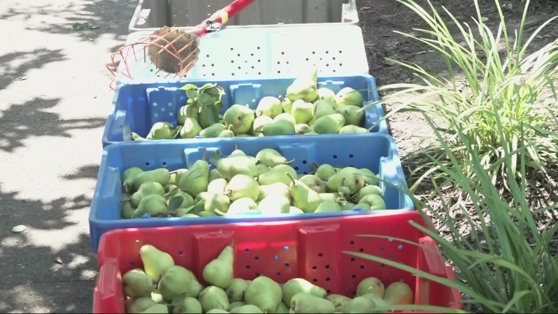 The Portland Fruit Tree Project has been providing vulnerable communities fresh fruit for 15 years. The nonprofit is looking for donations and volunteers.