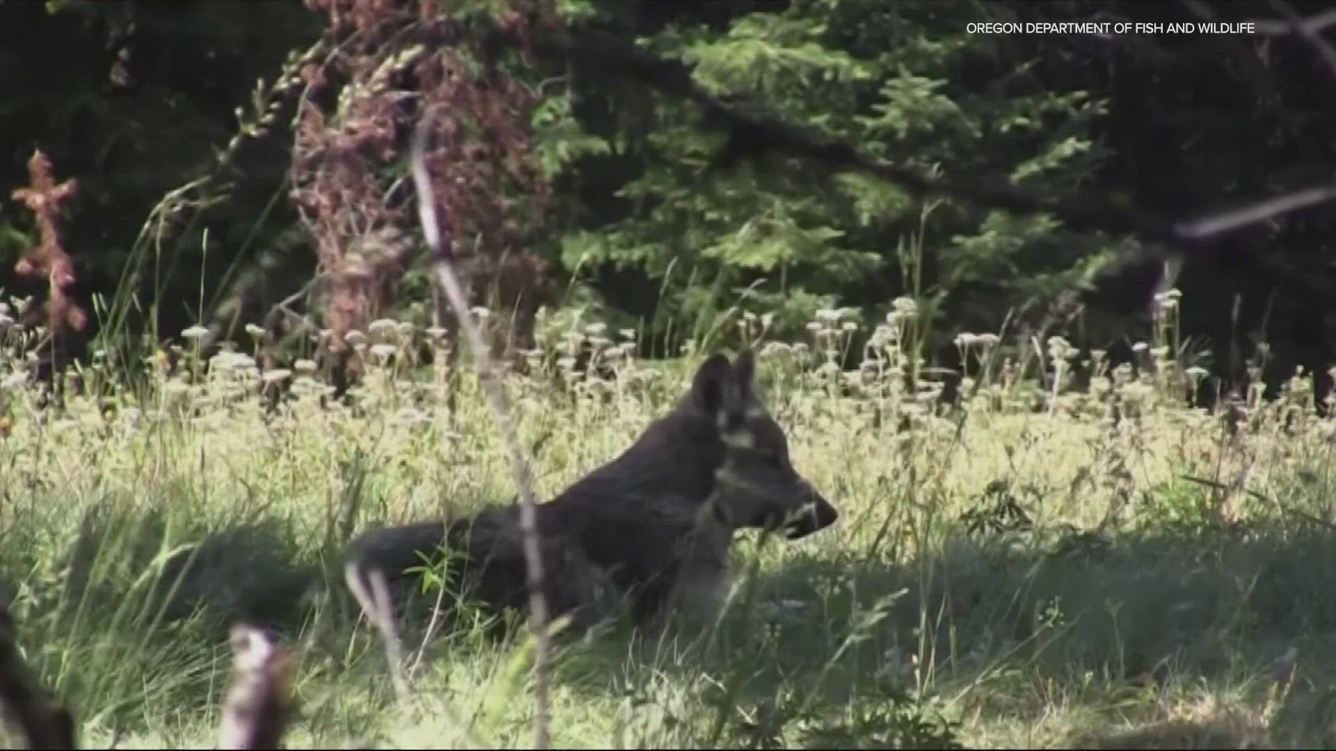 Oregon’s gray wolves prey on cattle sporadically, and a state-managed fund repays ranchers. But the wolves don’t discriminate between livestock and pets.