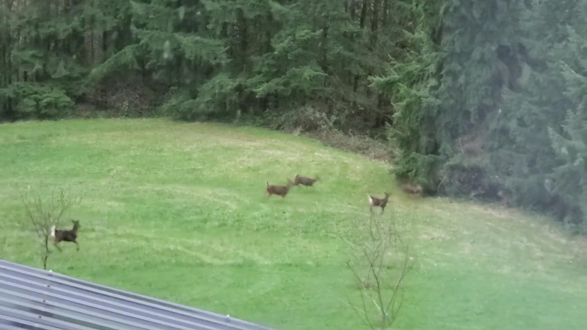 These blackltail deer are enjoying the third dry weekend in a row.
Credit: Petri Saastamo