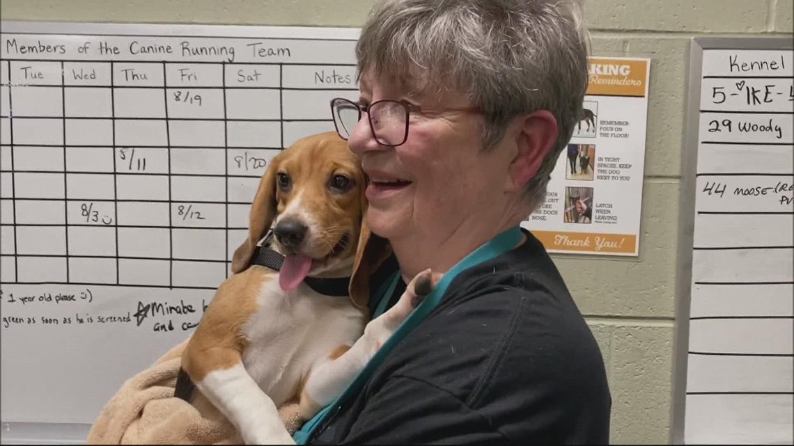 Oregon Humane Society receives 80 beagles from historic dog rescue