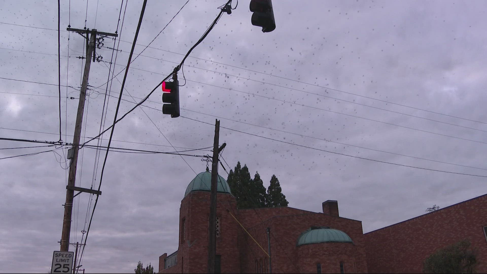 Bird Alliance of Oregon's data shows that a high of 5,430 swifts were counted on September 2. Only 80 birds were counted on September 15.