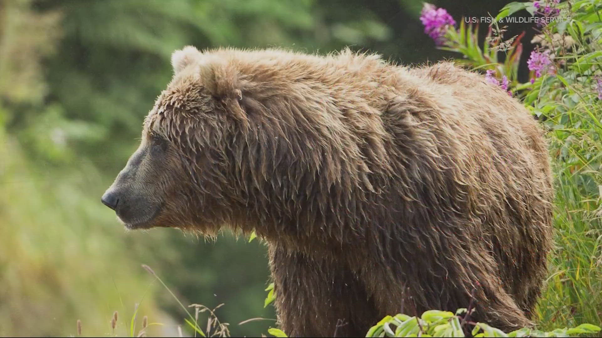 The National Parks Service and U.S. Dept. of Fish and Wildlife are bringing grizzly bears back to Washington’s North Cascades.