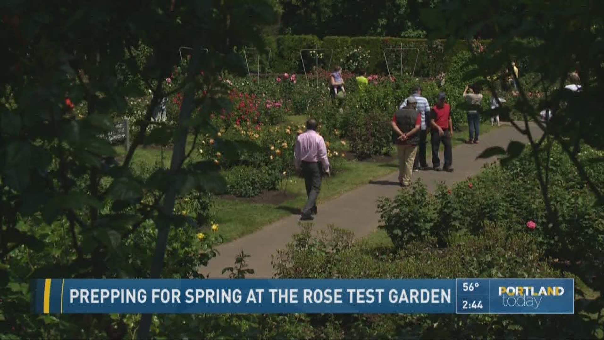 Cathy Marshall was live at the Rose Garden in Washington Park.