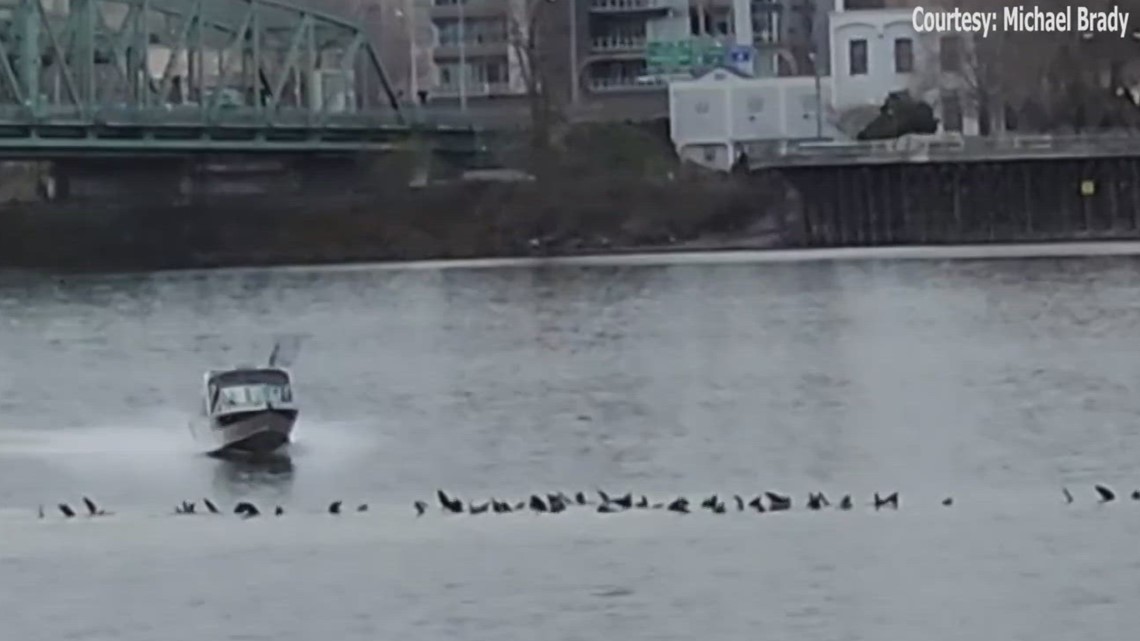 VIDEO Boater targets sea lions on the Columbia River off Hayden Island
