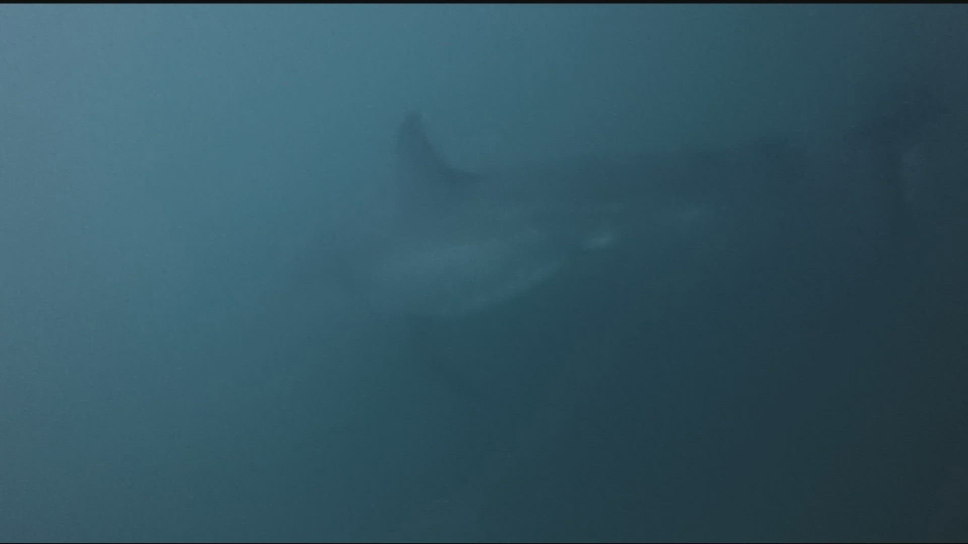 Spear fisher Vlad Siryk, while free-diving for his catch of the day, came face to face with a 12-foot shark.